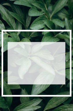 Yaratıcı düzen yaprakları yapılmış bir beyaz çizilmiş bir çerçeve ile. Düz yatıyordu. Doğa ve bahar kavramı 