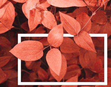 Mercan arka plan yaşayan. Yaratıcı düzen yaprakları yapılmış bir beyaz çizilmiş bir çerçeve ile. Yıl 2019 rengi. Doğa arka plan.