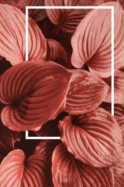 Mercan arka plan yaşayan. Yaratıcı düzen yaprakları yapılmış bir beyaz çizilmiş bir çerçeve ile. Yıl 2019 rengi. Doğa arka plan.