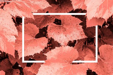 Mercan arka plan yaşayan. Yaratıcı düzen yaprakları yapılmış bir beyaz çizilmiş bir çerçeve ile. Yıl 2019 rengi. Doğa arka plan.