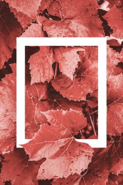 Mercan arka plan yaşayan. Yaratıcı düzen yaprakları yapılmış bir beyaz çizilmiş bir çerçeve ile. Yıl 2019 rengi. Doğa arka plan.