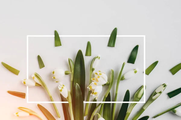 Creatieve Lay Out Gemaakt Met Snowdrop Bloemen Een Lichte Achtergrond — Stockfoto