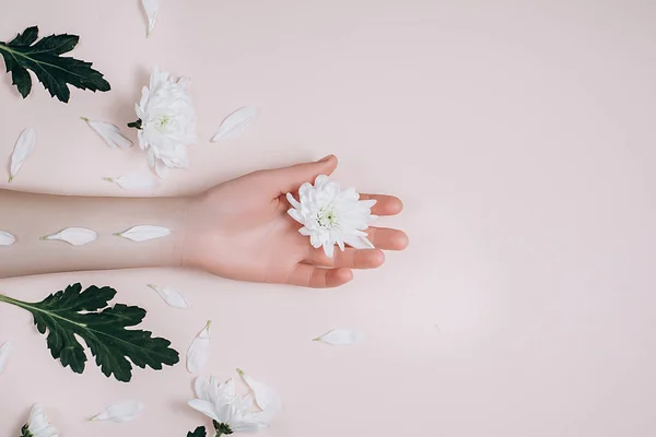 Close Belas Mãos Femininas Sofisticadas Com Flores Brancas Fundo Rosa — Fotografia de Stock