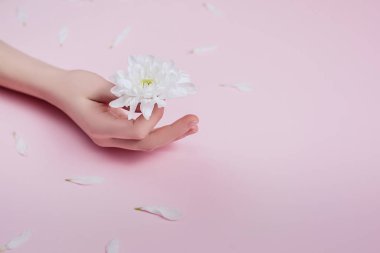 Yaratıcı ve moda sanat cilt eller ve kadınların elinde beyaz çiçekler. Pembe bir arka plan üzerinde beyaz çiçekli el. Kozmetik eller için anti kırışıklık. Düz yatıyordu, en iyi görünüm, kopya alanı