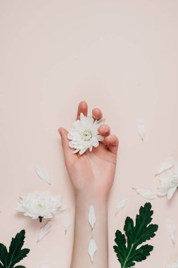 Yaratıcı ve moda sanat cilt eller ve kadınların elinde beyaz çiçekler. Pembe bir arka plan üzerinde beyaz çiçekli el. Kozmetik eller için anti kırışıklık. Düz yatıyordu, en iyi görünüm, kopya alanı