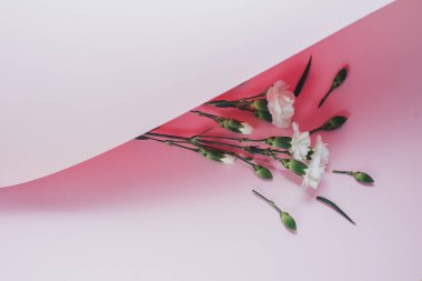 Bahar çiçekleri ile yaratıcı kompozisyon. Pastel pembe ve Sarı zemin üzerine güzel beyaz çiçekler. Düz yatıyordu, en iyi görünüm, kopya alanı