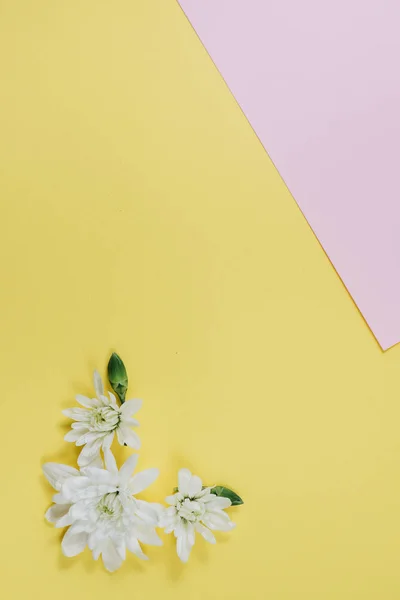 Creatieve compositie bij Lentebloemen. Mooie witte bloemen op pastel roze en gele achtergrond. Plat lag, top uitzicht, kopie ruimte — Stockfoto