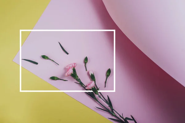 Creatieve compositie bij Lentebloemen. Mooie witte bloemen met een witte getekende frame op pastel roze en gele achtergrond. Plat lag, top uitzicht, kopie ruimte — Stockfoto