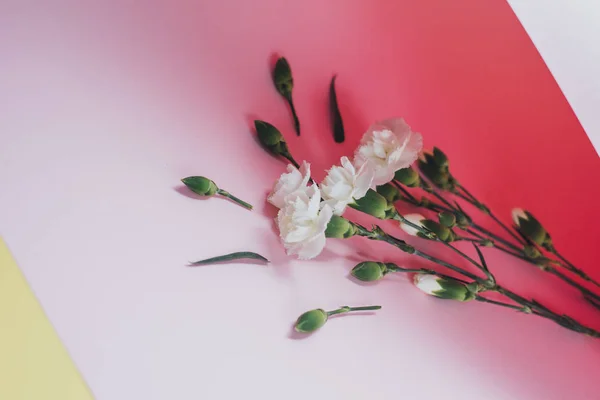 Creatieve compositie bij Lentebloemen. Mooie witte bloemen op pastel roze en gele achtergrond. Plat lag, top uitzicht, kopie ruimte — Stockfoto