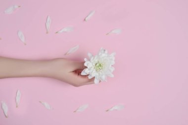 Yaratıcı görüntü güzel kadının el ile kopya alanı minimalist tarzı pembe arka plan üzerinde beyaz çiçekli bakımlı. Kavram şablon kadınsı blog, sosyal medya, güzellik kavramı