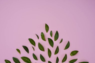 Pembe arka plan üzerinde ayrı ayrı temsil yeşil küçük yaprakları. Birçok küçük yaprakları herhangi bir posta kartı veya kutlama kartı dekorasyon için. Düz yatıyordu, en iyi görünüm, kopya alanı