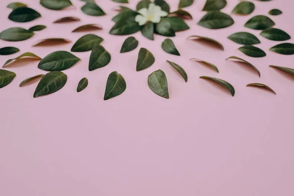 Kleine blaadjes vertegenwoordigd op roze achtergrond apart. Beetje laat velen voor het verfraaien van een postkaart of viering kaart. Plat lag, top uitzicht, kopie ruimte — Stockfoto