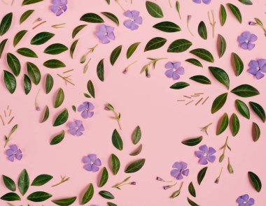 Çiçekler kompozisyon. Mor çiçekler ve yeşil küçük yaprakları ayrı pembe arka plan üzerinde temsil. Herhangi bir kutlama kartı dekorasyon için birçok küçük yaprakları. Düz yatıyordu, üst görünüm, kopya alanı