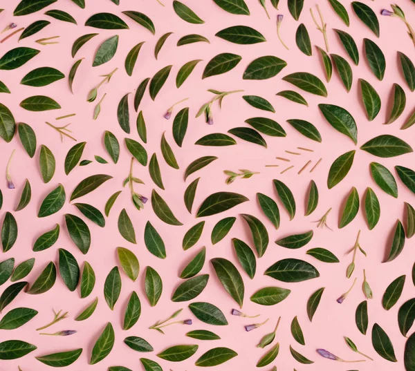 Green little leaves represented over pink background separately. Many little leaves for decorating any post card or celebration card. Flat lay, top view, copy space — Stock Photo, Image