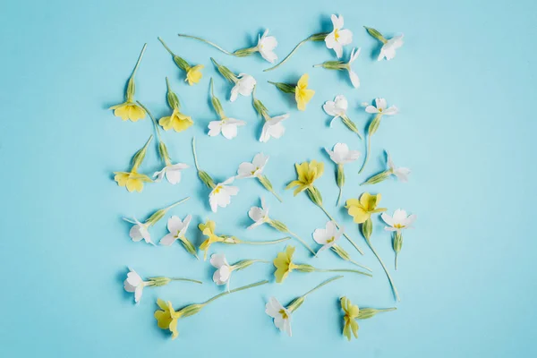 Composição de flores. Flores brancas e amarelas em fundo azul pastel. Primavera, conceito de Páscoa. Flat lay, vista superior, espaço de cópia — Fotografia de Stock