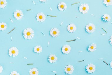 Papatya, yaprakları, pastel mavi arka planda yapraklar yapılmış deseni. Bahar, yaz konsepti. Düz yatıyordu, üst görünüm, kopya alanı