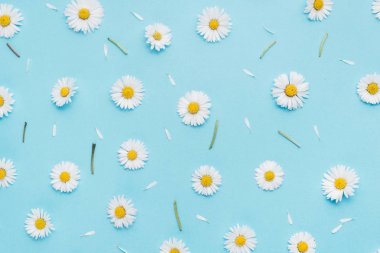 Çiçekler kompozisyon. Desen papatya, pastel mavi arka planda yaprakları yapılmış. Bahar, yaz konsepti. Düz yatıyordu, üst görünüm, kopya alanı
