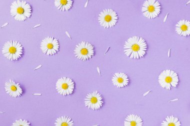 Çiçekler kompozisyon. Desen papatya, Pastel mor arka planda yaprakları yapılmış. Bahar, yaz konsepti. Düz yatıyordu, üst görünüm, kopya alanı
