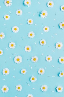 Desen papatya, pastel mavi arka planda yaprakları yapılmış. Bahar, yaz konsepti. Düz yatıyordu, üst görünüm, kopya alanı