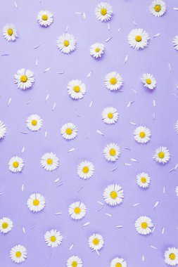 Çiçekler kompozisyon. Desen papatya, Pastel mor arka planda yaprakları yapılmış. Bahar, yaz konsepti. Düz yatıyordu, üst görünüm, kopya alanı