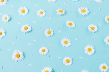 Çiçekler kompozisyon. Desen papatya, pastel mavi arka planda yaprakları yapılmış. Bahar, yaz konsepti. Düz yatıyordu, üst görünüm, kopya alanı