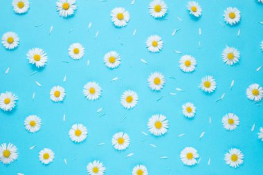 Çiçekler kompozisyon. Desen papatya, pastel mavi arka planda yaprakları yapılmış. Bahar, yaz konsepti. Düz yatıyordu, üst görünüm, kopya alanı