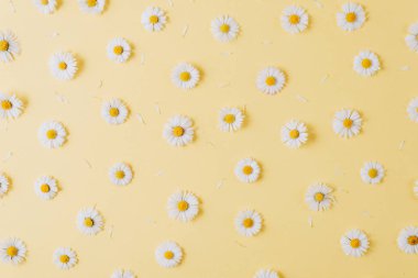 Çiçekler kompozisyon. Papatya, pastel sarı arka planda yaprakları yapılmış deseni. Bahar, yaz konsepti. Düz yatıyordu, üst görünüm, kopya alanı
