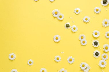 Çiçekler kompozisyon. Pastel Sarı arka planda papatya çiçekleri. Bahar, yaz konsepti. Düz yatıyordu, üst görünüm, kopya alanı