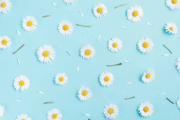 Patroon gemaakt van kamille, bloemblaadjes, bladeren op pastel blauwe achtergrond. Lente, zomer concept. Platte lay, bovenaanzicht, kopieerruimte — Stockfoto