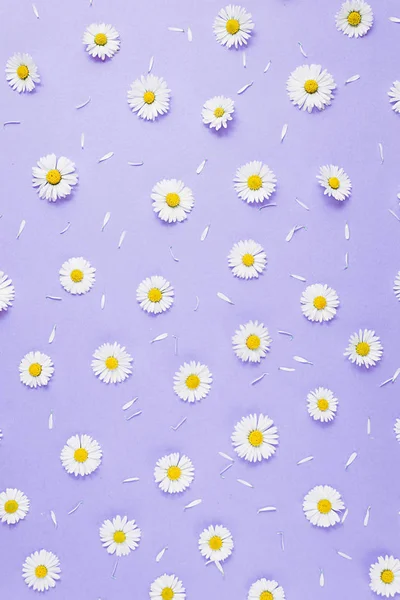 Çiçekler kompozisyon. Desen papatya, Pastel mor arka planda yaprakları yapılmış. Bahar, yaz konsepti. Düz yatıyordu, üst görünüm, kopya alanı