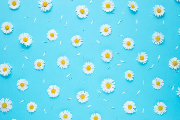 Composición de flores. Patrón hecho de manzanillas, pétalos sobre fondo azul pastel. Primavera, concepto de verano. Plano, vista superior, espacio para copiar — Foto de Stock