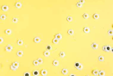 Çiçekler kompozisyon. Papatya çiçekleri, pastel sarı arka planda yaprakları. Bahar, yaz konsepti. Düz yatıyordu, üst görünüm, kopya alanı