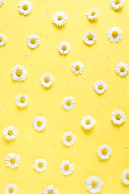 Çiçekler kompozisyon. Papatya, pastel sarı arka planda yaprakları yapılmış deseni. Bahar, yaz konsepti. Düz yatıyordu, üst görünüm, kopya alanı