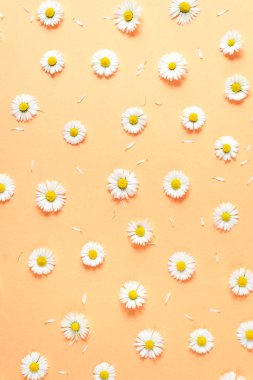Çiçekler kompozisyon. Desen papatya, pastel turuncu arka planda yaprakları yapılmış. Bahar, yaz konsepti. Düz yatıyordu, üst görünüm, kopya alanı