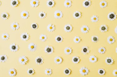 Çiçekler kompozisyon. Papatya, pastel sarı arka planda yaprakları yapılmış deseni. Bahar, yaz konsepti. Düz yatıyordu, üst görünüm, kopya alanı