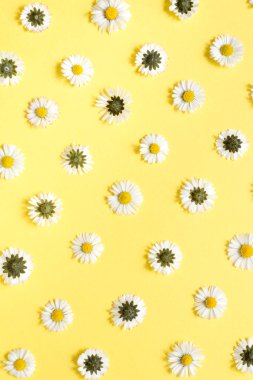 Çiçekler kompozisyon. Pastel Sarı arka planda papatya çiçekleri. Bahar, yaz konsepti. Düz yatıyordu, üst görünüm, kopya alanı