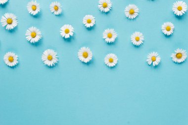 Pastel mavi arka planda papatya çiçekleri yapılmış deseni. Bahar, yaz konsepti. Düz yatıyordu, üst görünüm, kopya alanı