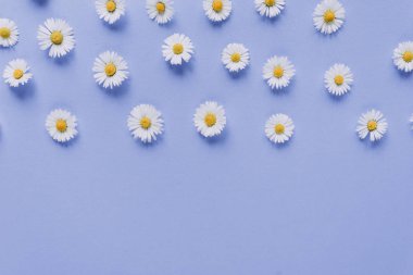 Çiçekler kompozisyon. Pastel mor arka planda papatya çiçekleri çerçevesi. Bahar, yaz konsepti. Düz yatıyordu, üst görünüm, kopya alanı