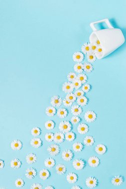 Mavi arka planda beyaz çiçekler ile kahve veya çay bardağı yapılmış yaratıcı düzeni. Chamomiles bardağı dışarı dökün. Bahar, yaz konsepti. Düz yatıyordu, üst görünüm, kopya alanı