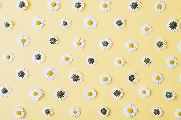 Bloemen samenstelling. Patroon gemaakt van kamille, bloemblaadjes op pastel gele achtergrond. Lente, zomer concept. Platte lay, bovenaanzicht, kopieerruimte — Stockfoto