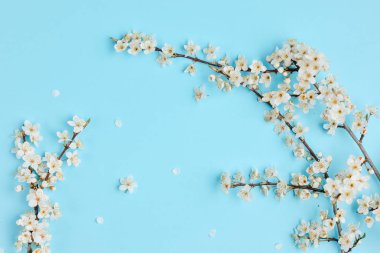 Çiçek kompozisyonu. Pastel mavi arka plan üzerinde güzel beyaz çiçekli dalları ile Bahar arka plan. Bahar ve tatil konsepti. Düz döşeme, üst görünüm, kopyalama alanı