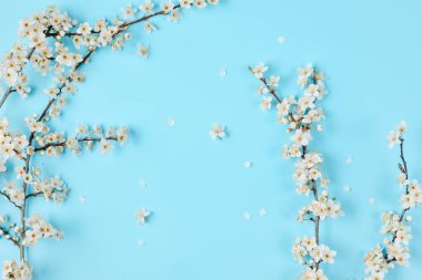 Bahar arka planı. Pastel mavi arka plan üzerinde güzel beyaz çiçekli dalları. Bahar ve tatil konsepti. Düz döşeme, üst görünüm, kopyalama alanı
