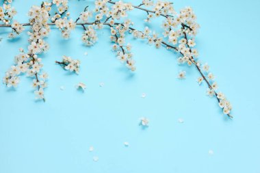 Çiçek kompozisyonu. Pastel mavi arka plan üzerinde güzel beyaz çiçekli dalları ile Bahar arka plan. Bahar ve tatil konsepti. Düz döşeme, üst görünüm, kopyalama alanı