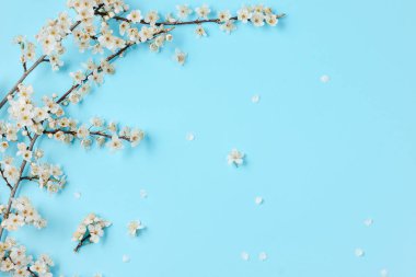 Bahar arka planı. Pastel mavi arka plan üzerinde güzel beyaz çiçekli dalları. Bahar ve tatil konsepti. Düz döşeme, üst görünüm, kopyalama alanı