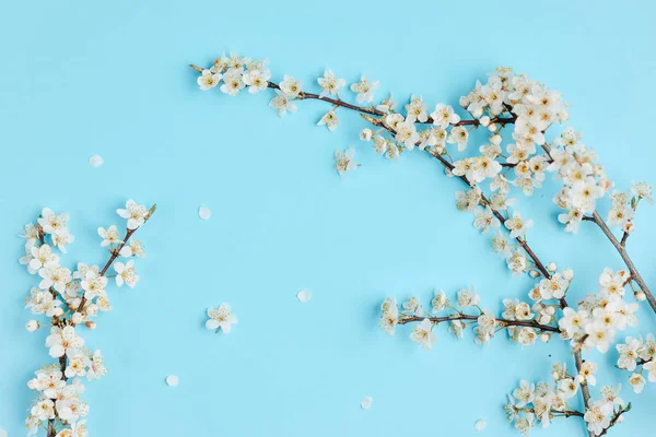 Composição de flores. Fundo de primavera com belos ramos de flores brancas no fundo azul pastel. Conceito de primavera e feriado. Flat lay, vista superior, espaço de cópia — Fotografia de Stock