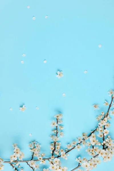 Voorjaar achtergrond. Mooie witte bloeiende takken op pastel blauwe achtergrond. Lente-en vakantie concept. Platte lay, bovenaanzicht, kopieer ruimte — Stockfoto