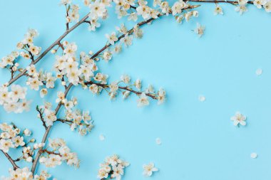 Bahar arka planı. Pastel mavi arka plan üzerinde güzel beyaz çiçekli dalları. Bahar ve tatil konsepti. Düz döşeme, üst görünüm, kopyalama alanı