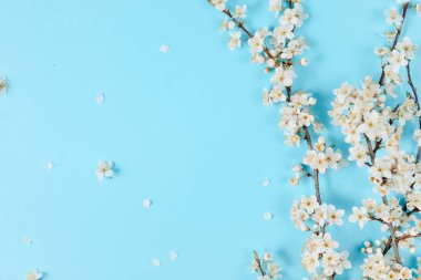 Bahar arka planı. Pastel mavi arka plan üzerinde güzel beyaz çiçekli dalları. Bahar ve tatil konsepti. Düz döşeme, üst görünüm, kopyalama alanı