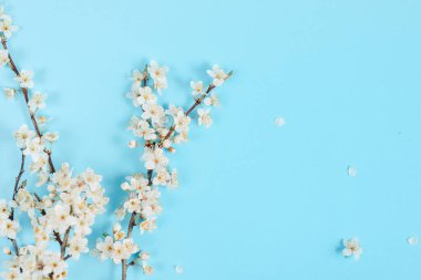 Çiçek kompozisyonu. Pastel mavi arka plan üzerinde güzel beyaz çiçekli dalları ile Bahar arka plan. Bahar ve tatil konsepti. Düz döşeme, üst görünüm, kopyalama alanı