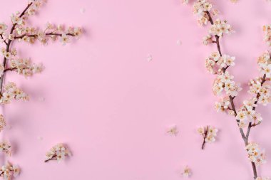 Güzel beyaz çiçekli dalları ile Bahar arka plan. Pastel pembe arka plan, narin çiçekler çiçek. Bahar ve tatil konsepti. Düz döşeme, üst görünüm, kopyalama alanı